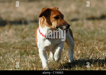Jack Russell Terrier Foto Stock