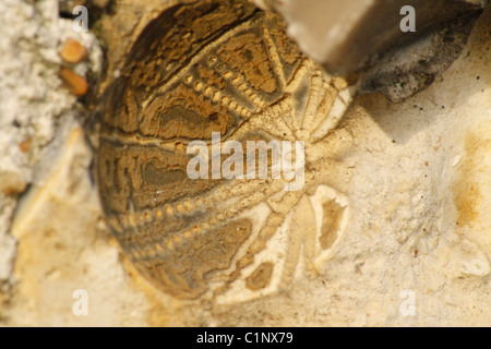 Ricci di mare fossile individuato in una parete di pietra focaia di una vecchia stalla presso il mio posto di lavoro. Foto Stock