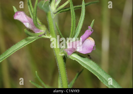 Misopates orontium donnola il muso Foto Stock