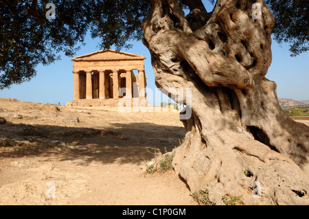 Italia Sicilia Agrigento Valle dei Templi un migliaio di anno vecchio Olivo davanti al Tempio della Concordia costruito sul 5. Foto Stock