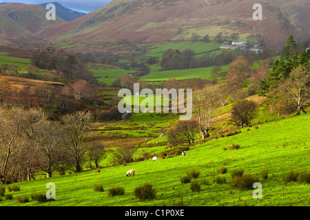 Vista da Derwent Fells verso Robinson e Ard dirupi, Parco Nazionale del Distretto dei Laghi, cittadina, Cumbria, Inghilterra, Europa Foto Stock