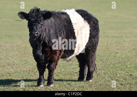 Un belted Galloway Beef torello. Foto Stock