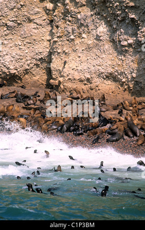 Il Perù, reparto di Ica, provincia di Pisco, Isole Ballestas, Paracas riserva nazionale, i leoni di mare Foto Stock