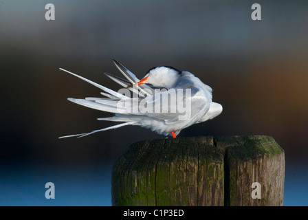 Un comune Tern (Sterna hirundo) preening le sue piume su un inizio di mattina d'estate di Jones Beach State Park di New York Foto Stock