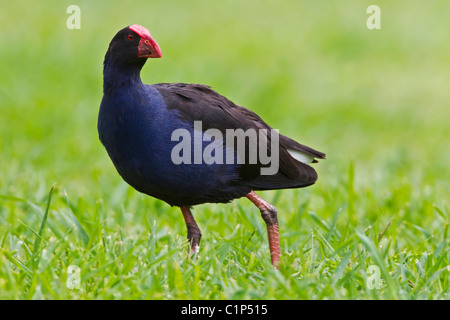 Purple Swamphen camminare sull'erba. Foto Stock