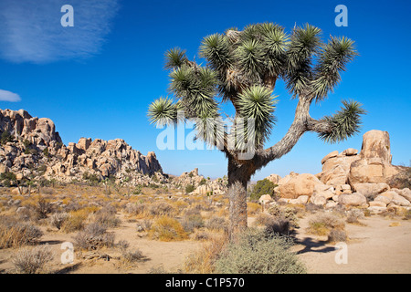 Gli Stati Uniti, California, Joshua Tree National Park, Joshua tree (Yucca brevifolia) Foto Stock