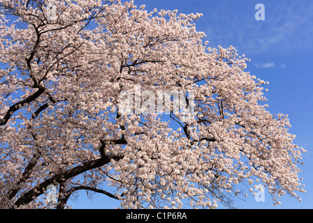 Il Ciliegio fiorisce in piena fioritura. Foto Stock