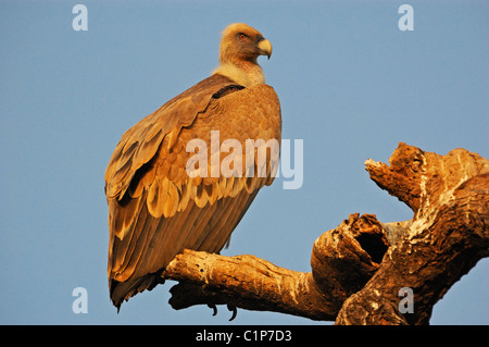 Grifone (Gyps fulvus) o il Grifone eurasiatico Foto Stock