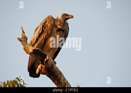 L'avvoltoio indiano, Gyps indicus o lunga fatturati Vulture o cliff vulture Foto Stock