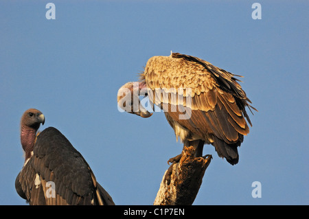 L'avvoltoio indiano, Gyps indicus o lunga fatturati Vulture o cliff vulture (destra), bianco indiano rumped Vulture (sinistra) Foto Stock