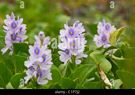 Comune di giacinto di acqua (Eichhornia crassipes) Foto Stock