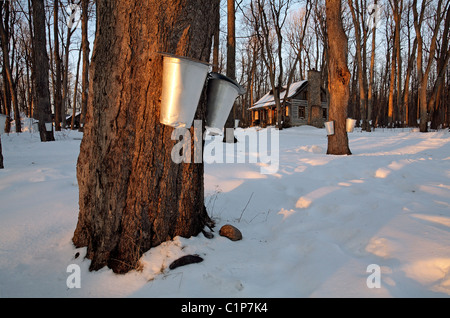 Canada Quebec Provincia Regione Monteregie Rigaud Il duomo La Sucrerie de la Montagne sugar hut secchielli per raccogliere maple sap archivio generale Foto Stock