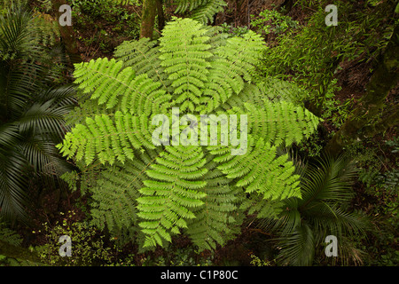 Tree fern, A.H. Reed Memorial Kauri Park, Whangarei, Northland e North Island, Nuova Zelanda Foto Stock