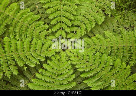 Tree fern, A.H. Reed Memorial Kauri Park, Whangarei, Northland e North Island, Nuova Zelanda Foto Stock