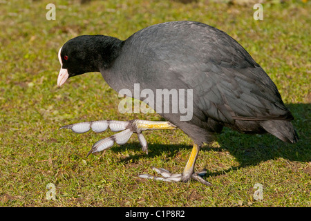 Eurasian Coot ( fulica atra) Passeggiate Foto Stock