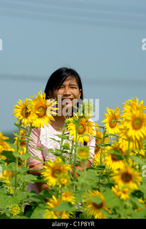 Ragazza in posa dietro i girasoli , campo di girasole , i campi di girasole di lopburi , Tailandia centrale Foto Stock