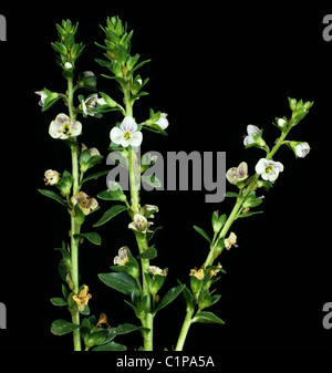 Il timo lasciava speedwel (Veronica serpyllifolia) picchi di fiori Foto Stock