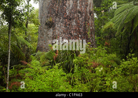 Tane Mahuta (giant 2000 anno vecchio kauri tree), Waipoua Forest, Kauri Costa, Northland e North Island, Nuova Zelanda Foto Stock