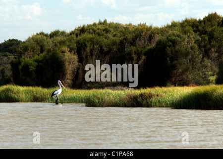 Rosa Pelican ( Pelicanus conspicillatus ) in piedi su un ceppo di albero in acqua, Dongara Australia Occidentale Foto Stock