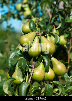 Le pere sul ramo, close-up Foto Stock