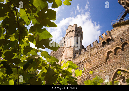 Germania, Burg Rheinstein, mura del castello con vite in primo piano Foto Stock