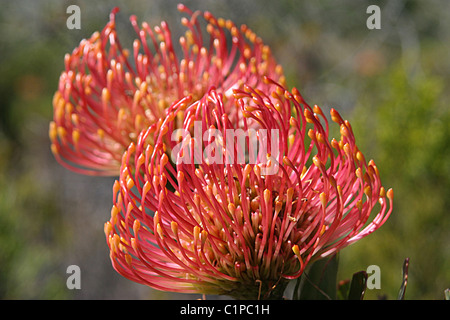 Immagine della coppia Leucospermum, aprire prelevati presso il South African Cape. Foto Stock