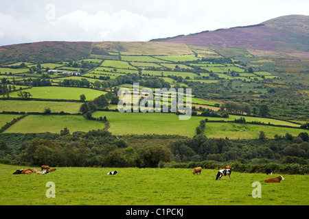 Repubblica di Irlanda, nella contea di Carlow, Monte Leinster e distretto, le mucche al pascolo e disteso nel campo Foto Stock