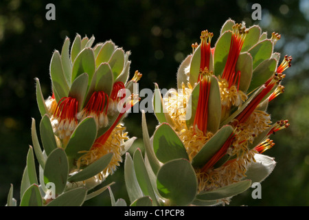 Mimentus Hottentotecus coppia. Raro Protea. Presa nel giardino di un protea guru, Kogelberg di Cape Penninsuale, Sud Africa. Foto Stock