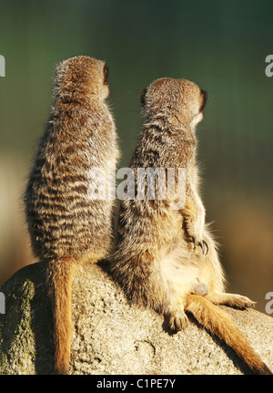 Visti da dietro, un paio di Meerkat seduti su una pietra che facevano il dovere di "sentinella". Foto Stock