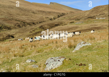 Le pecore di montagna di pascolare su una collina in Achill Island Co.Mayo Irlanda Foto Stock
