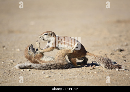 Terra africana scoiattolo Foto Stock