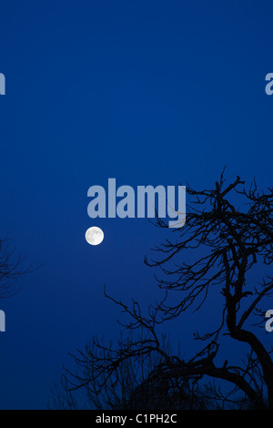 Un Full Moon Rising passato alberi silhouette contro il cielo blu. Foto Stock