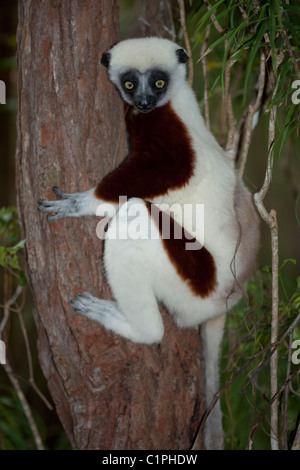 Coquerel il sifaka (Propithecus verreauxi coquereli). A nord ovest del Madagascar. Foto Stock