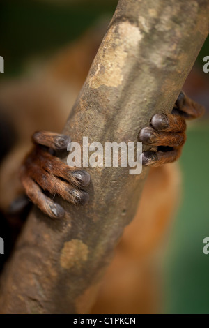 Rosso-lemure panciuto (il Eulemur rubriventer). Le mani o fore-paws, mostrando chiodi sulle cifre. La quinta cifra con una griffa dietro il lembo di albero. Foto Stock