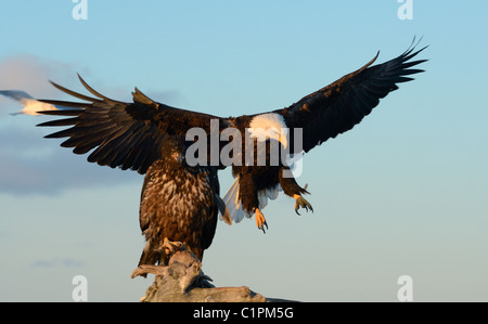 Due aquile calve, una sola seduta su un tronco di albero e uno proveniente in preparati a terra sullo stesso tronco alla Kachemak Bay, Omero, Alaska Foto Stock