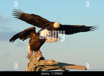 Due aquile calve, una sola seduta su un tronco di albero e uno proveniente in preparati a terra sullo stesso tronco alla Kachemak Bay, Omero, Alaska Foto Stock