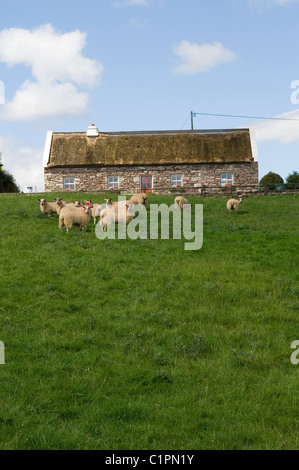 Repubblica di Irlanda, Connemara, pecore nel campo Foto Stock