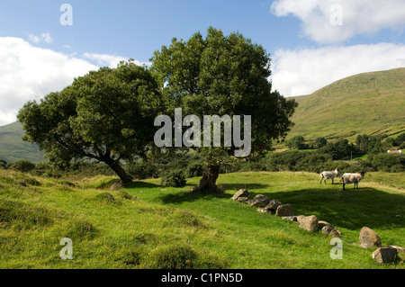 Repubblica di Irlanda, Connemara, Maumtrasna, pecore in campagna Foto Stock