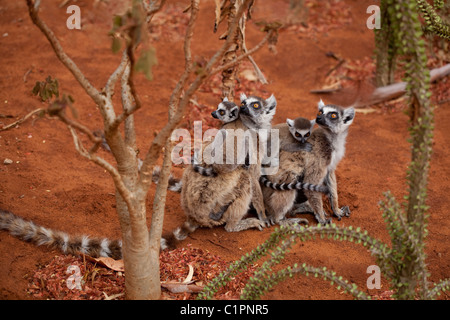 Anello-tailed lemuri (Lemur catta). Femmine e giovani. Berenty, Madagascar meridionale. Novembre. Foto Stock