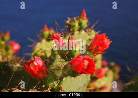 Il Cactus Opuntia ficus indica close up Foto Stock