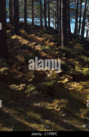 Soleggiato bracken nel bosco in autunno, loch un eilein, altopiani, SCOZIA Foto Stock