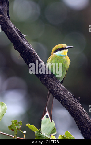 Swallow-tailed gruccione, merops hirundineus , Botswana Foto Stock