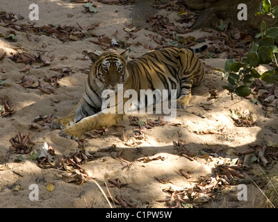 Tigre del Bengala in appoggio a Bandhavgarh Foto Stock