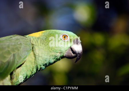 Giallo-naped parrot, Costa Rica Foto Stock