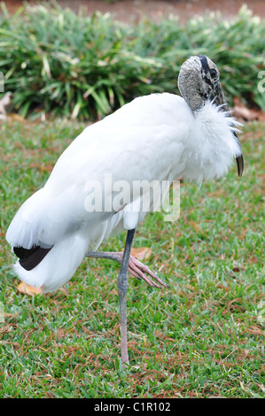 Un unico legno bianco stork in piedi su una gamba in erba verde Foto Stock