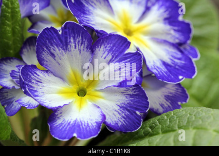 Blu e bianco fiori di Primula Close Up Foto Stock