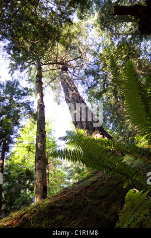 Gigante crescita vecchio Douglas Firs sollevarsi dal suolo della foresta. West Vancouver, BC, Canada Foto Stock