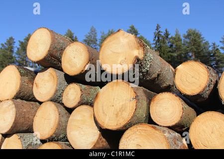 I registri di abete impilati con cielo blu e lo sfondo della foresta Foto Stock