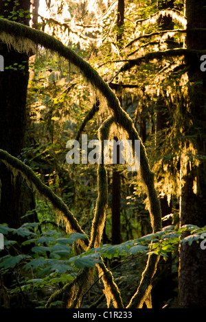 Primo piano di capre retroilluminato barba moss su alberi, Lago Buntzen BC, Canada Foto Stock