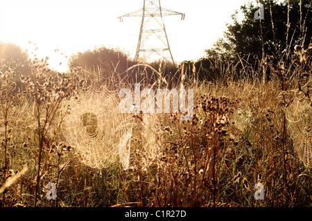 La mattina presto ragnatele con pilone in background Foto Stock